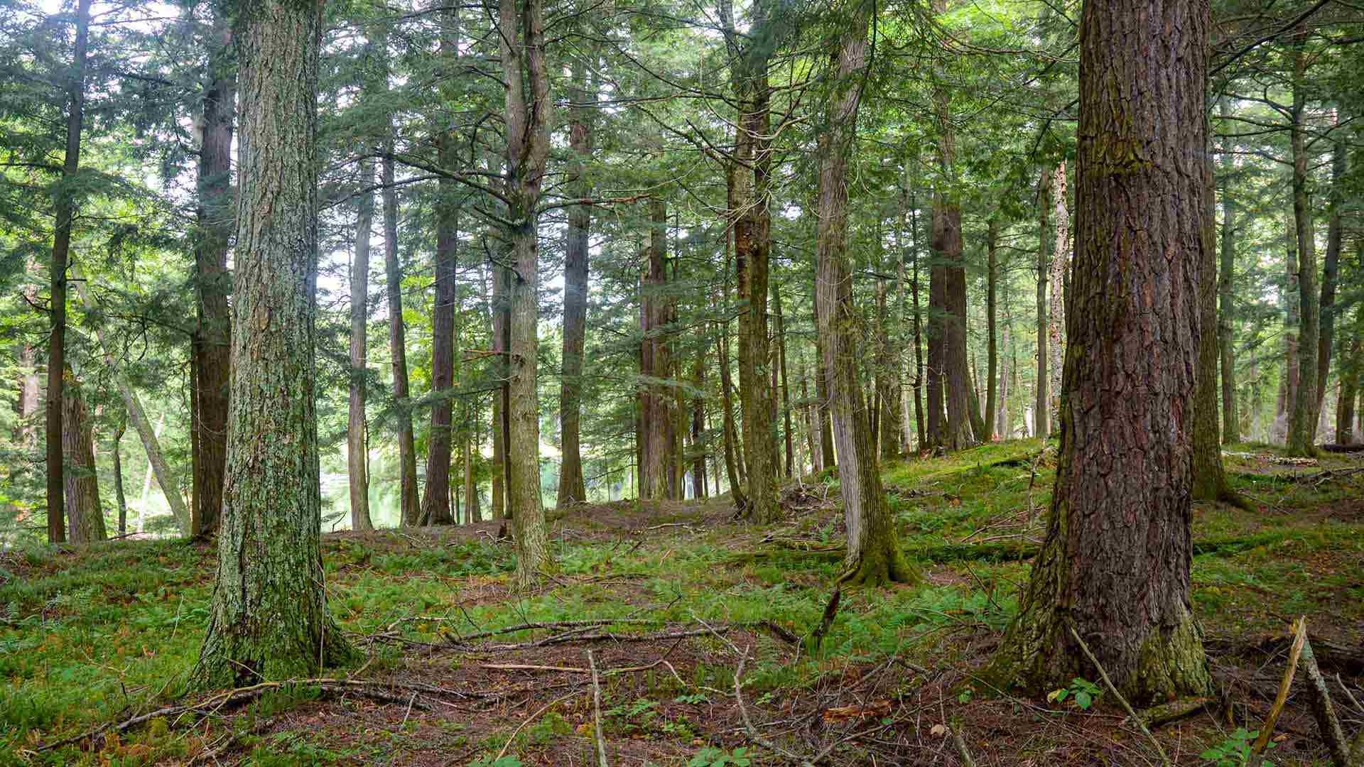 Old-growth forests, such as these hemlock trees from Michigan, play important roles in carbon storage yet are declining dramatically, according to new research from the Earth System Science Interdisciplinary Center. Photo by Jody Peters.