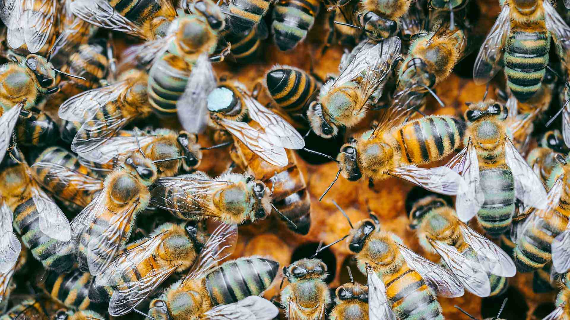 A new UMD-led survey found that commercial beekeepers lost an average number of colonies in the past year, compared to a previous year that saw a record rate of bee colony loss. Small "backyard" beekeepers experienced another tough year, however. Photo credit: Ante Hamersmit/Unsplash.